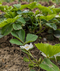 Strawberry plants blossoming in a agricultural garden
