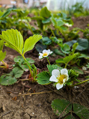 Strawberry plants blossoming in a agricultural garden