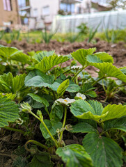Strawberry plants blossoming in a agricultural garden