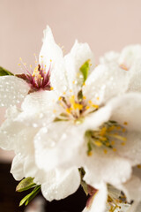 Spring almond blossoms, vibrant flowers in full bloom