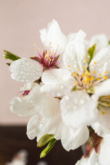 Spring almond blossoms, vibrant flowers in full bloom