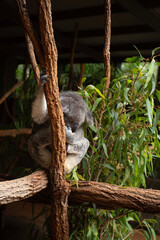 Fototapeta premium animal, tree, koala, nature, mammal, wildlife, wild,