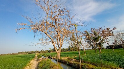 landscape with trees
