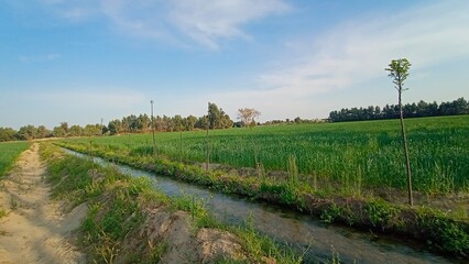 Fototapeta na wymiar LAndscape wheat fields and watercourse