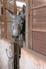 Lindo burro / asno de granja encerrado tras su jaula de metal - obrazy, fototapety, plakaty