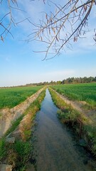 Waterway amidst fields