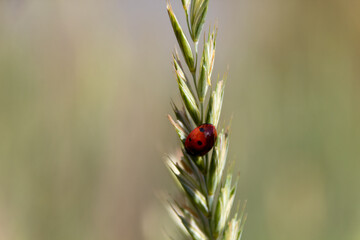 ladybird on a blade of grass