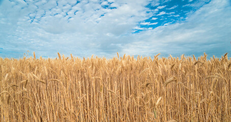 Beautiful agricultural field with ripe cereals and blue sky
