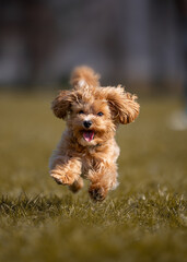A beautiful small dog of the Maltipoo breed runs through a clearing with grass.