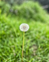 Close-up of dandelion on soft natural background and blurred delicate and bright nature details.