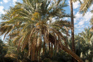 Fototapeta na wymiar United Arab Emirates- Al Ain Oasis - Date palm tree