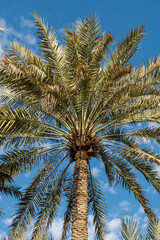 United Arab Emirates- Al Ain Oasis - Date palm tree
