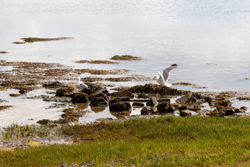 seagull on the beach