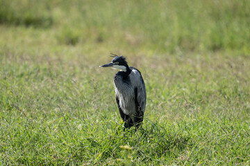 beautiful gray crane bird in natural conditions in a national park in Kenya