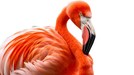 Gardinen Majestic Flamingo Profile on a Clean White Background © slonme