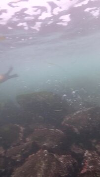4k vertical: California Sea Lion in the Pacific Ocean, undersea