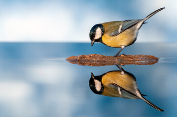Great tit perched in a pond with water and a blue background.