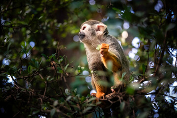 Totenkopfäffchen sitzt in Baumkrone