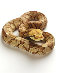Fototapeta premium Coiled Royal Python Showcasing Natural Patterns
