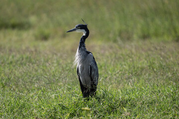 beautiful gray crane bird in natural conditions in a national park in Kenya