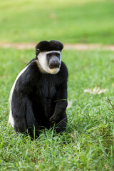 Mantled guereza (Colobus guereza), monkey known simply as the guereza, the eastern black-and-white...