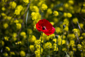 Coquelicot et Colza