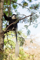Obraz premium Mantled guereza (Colobus guereza), monkey known simply as the guereza, the eastern black-and-white colobus, or the Abyssinian black-and-white colobus. Lake Awassa, Ethiopia, Africa wildlife