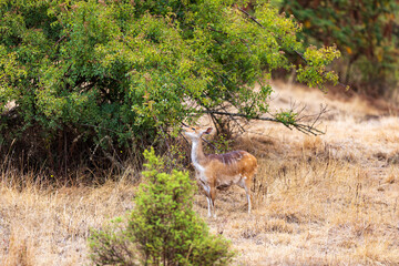 Female of rare endemic Menelik bushbuck (Tragelaphus scriptus meneliki) hiding in bush, antelope in Simien mountains, Ethiopia, Africa wilderness