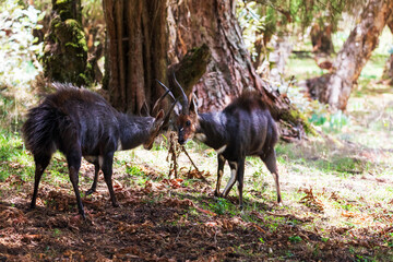 Endemic animals Menelik Bushbuck (Tragelaphus scriptus menelik) in natural habitat, Bale Mountain,...