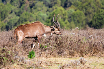 Mountain nyala (Tragelaphus buxtoni) or balbok, large antelope found in high altitude woodlands in a small part of central Ethiopia. Majestic male in Bale mountain. Africa wildlife