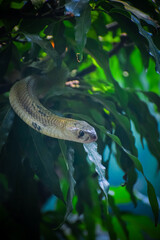 Cobra snake in the nature. Venomous snake.
