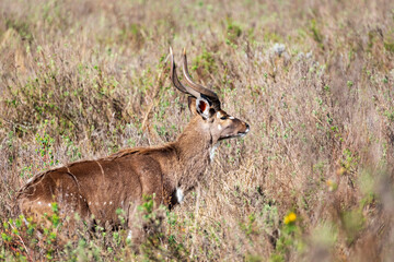 Mountain nyala (Tragelaphus buxtoni) or balbok, large antelope found in high altitude woodlands in a small part of central Ethiopia. Majestic male in Bale mountain. Africa wildlife