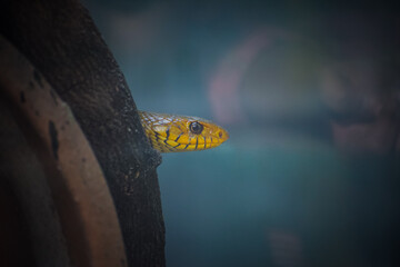 Cobra snake in the nature. Venomous snake.