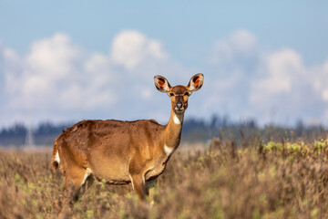 Mountain nyala (Tragelaphus buxtoni) or balbok, large antelope found in high altitude woodlands in...