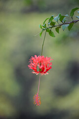 Spider hibiscus flower in nature. Also called fringed rosemallow, Japanese lantern, coral hibiscus.