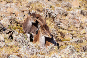 Mother with baby of very rare Walia ibex, (Capra walie), rarest ibex in world. Only about 500 individuals survived in Simien Mountains in Northern Ethiopia, Africa - obrazy, fototapety, plakaty