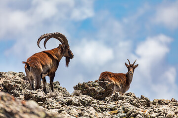 Very rare Walia ibex, (Capra walie), rarest ibex in world. Only about 500 individuals survived in Simien Mountains in Northern Ethiopia, Africa - obrazy, fototapety, plakaty