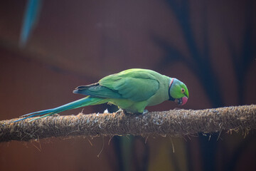 Rose ringed parakeet resting. (Psittacula Krameri). Cute bird.