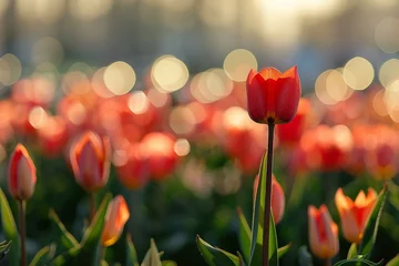 Keuken spatwand met foto Enchanting Close-up of a Red Tulip Amidst a Field © Virginie Verglas