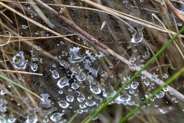 drops of dew on a branch