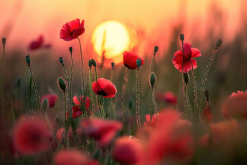 Fototapeta premium Beautiful meadow with red poppy flowers in the sunset light