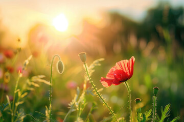 Obraz premium Beautiful meadow with red poppy flowers in the sunlight