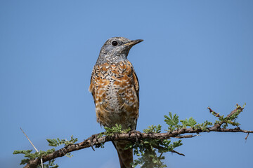 gray beautiful Pied Rock Thrush bird in natural conditions in a national park in Kenya