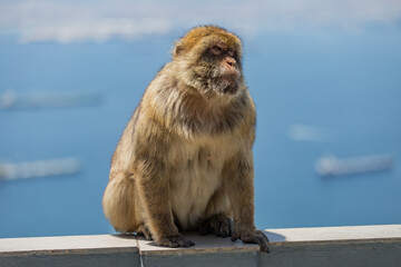 Barbary Macaque-Gibraltor - obrazy, fototapety, plakaty