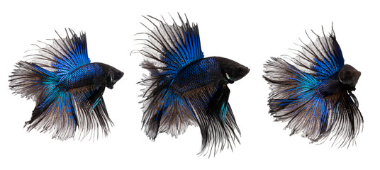 Haft moon tail Betta action combine, Siamese fighting fish, blue and black colored pla-kad ( biting fish) Thai; betta isolated on white background with clipping path