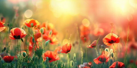 Fototapeta premium Beautiful meadow with red poppy flowers in the sunset light