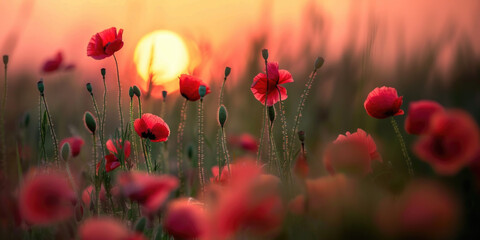 Fototapeta premium Beautiful meadow with red poppy flowers in the sunset light