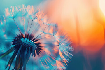 Dandelion in field at sunset, close up