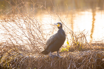 The image captures a solitary great cormorant, Phalacrocorax carbo, perched on a dry, reedy bank against a shimmering lake backdrop. Bathed in the golden glow of the morning or evening sun, the birds