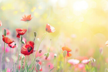 Beautiful meadow with red poppy flowers in the sunlight